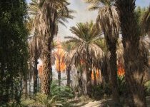 Palm trees in fire Wadi Idim