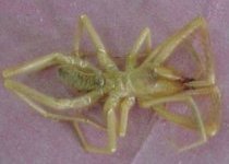 Camel spider